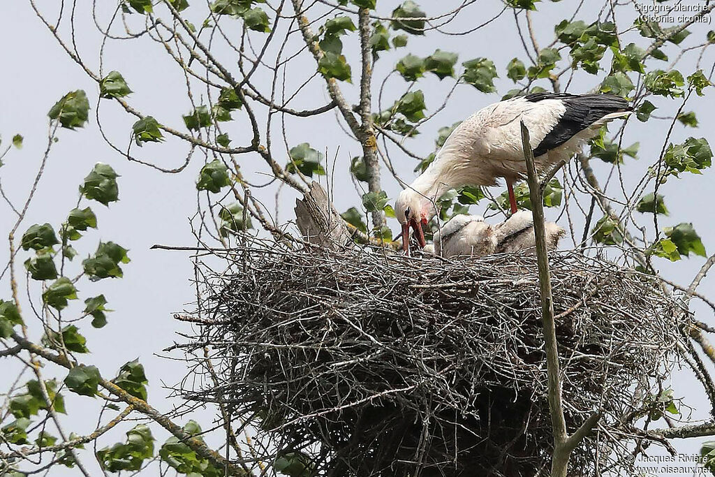 White Stork, identification, eats, Reproduction-nesting