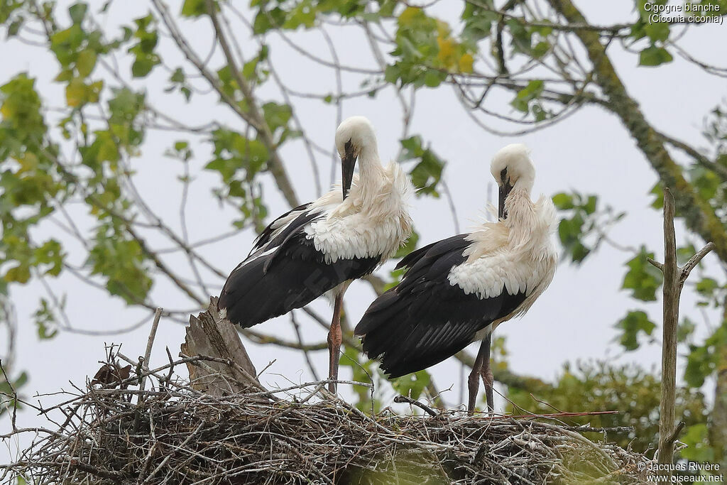 White Storkimmature, identification, Reproduction-nesting
