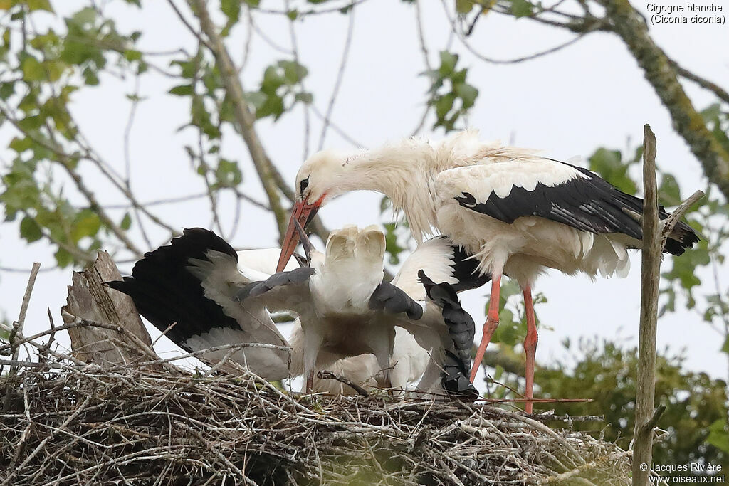 White Stork, identification, eats, Reproduction-nesting