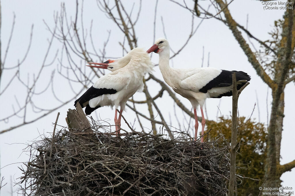 White Storkadult breeding, courting display