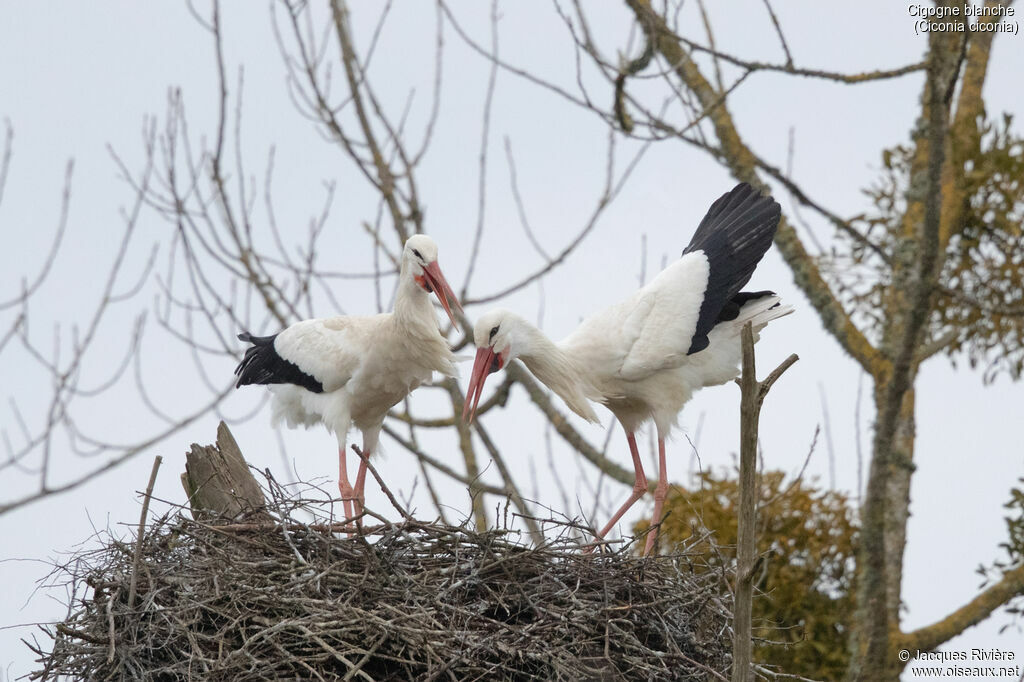 White Storkadult breeding, courting display, Reproduction-nesting
