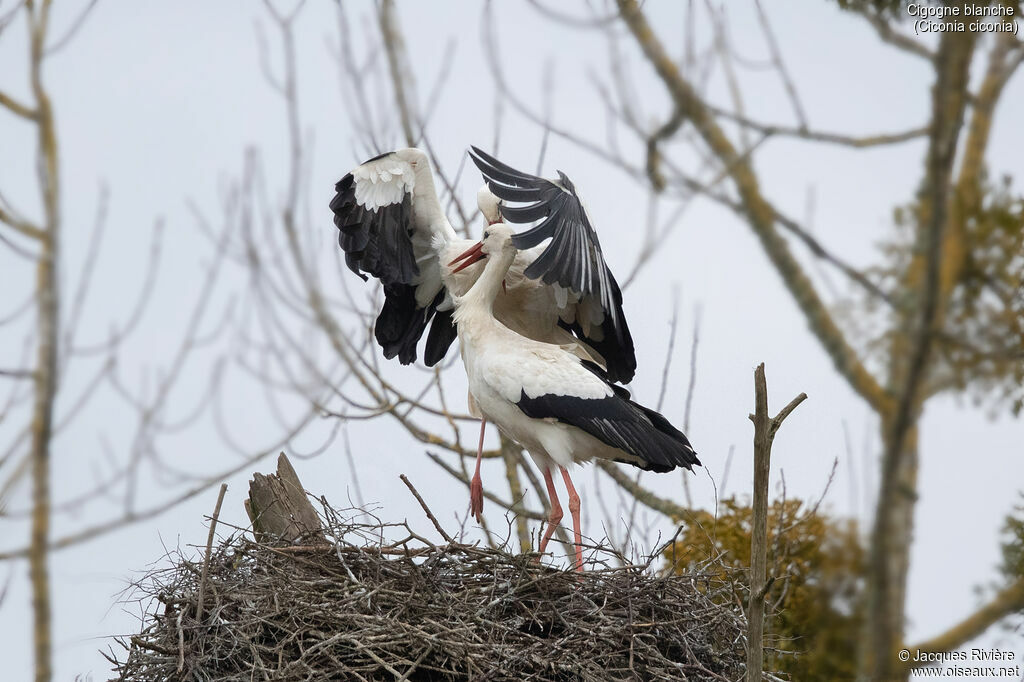 White Storkadult breeding, courting display, mating., Reproduction-nesting