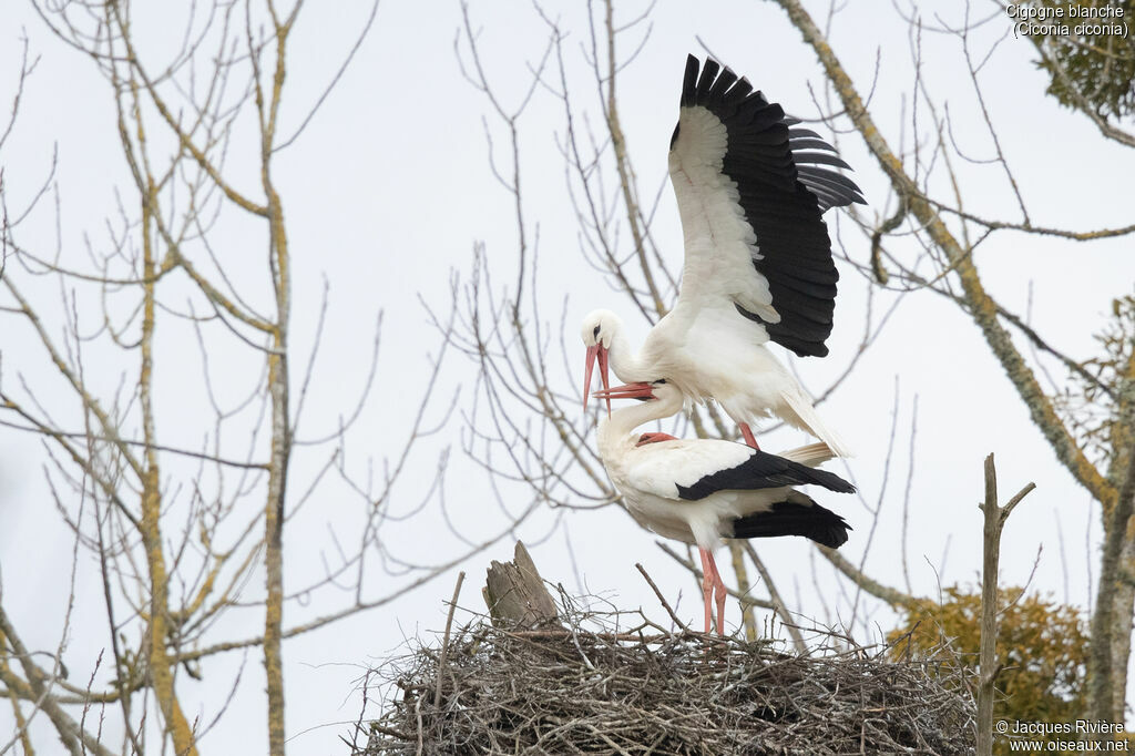 White Storkadult breeding, mating., Reproduction-nesting