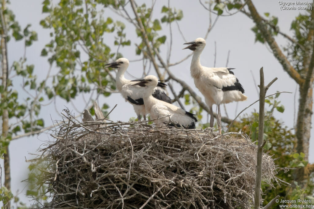 White Storkjuvenile