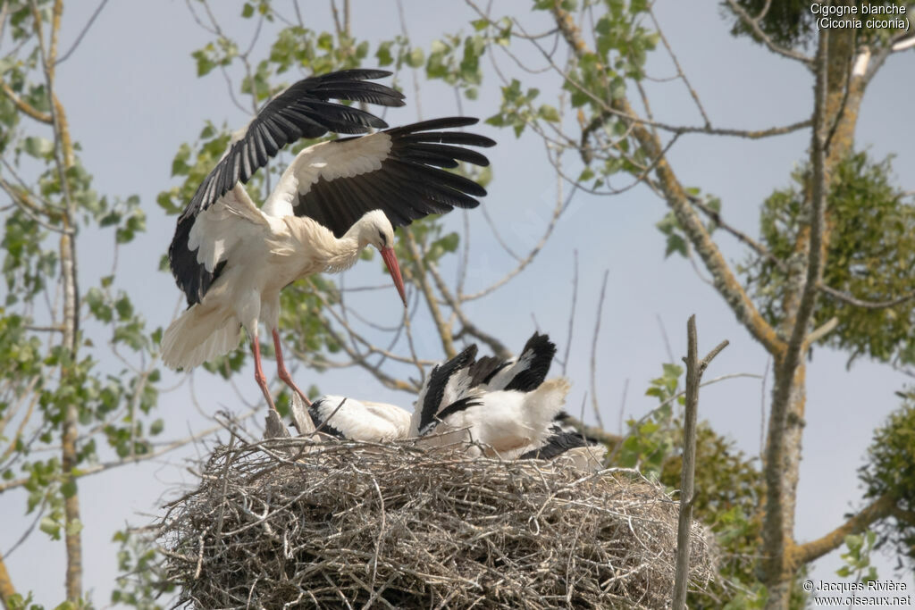 White Storkadult breeding, identification, Reproduction-nesting