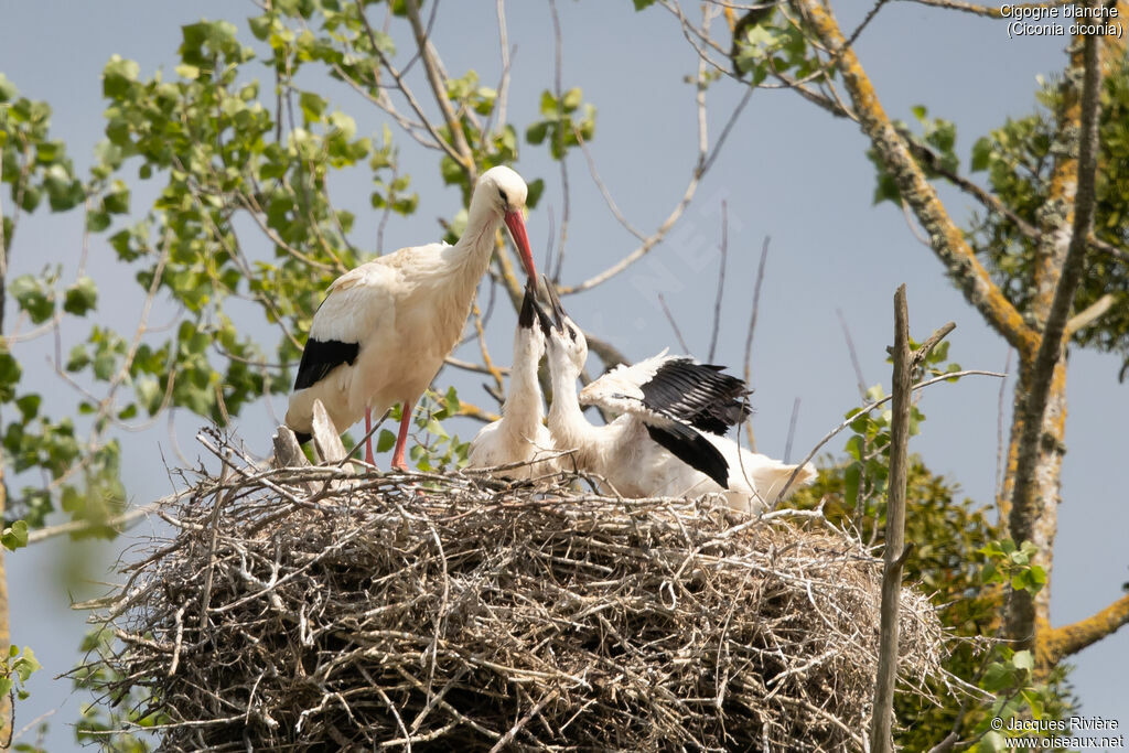 White Stork