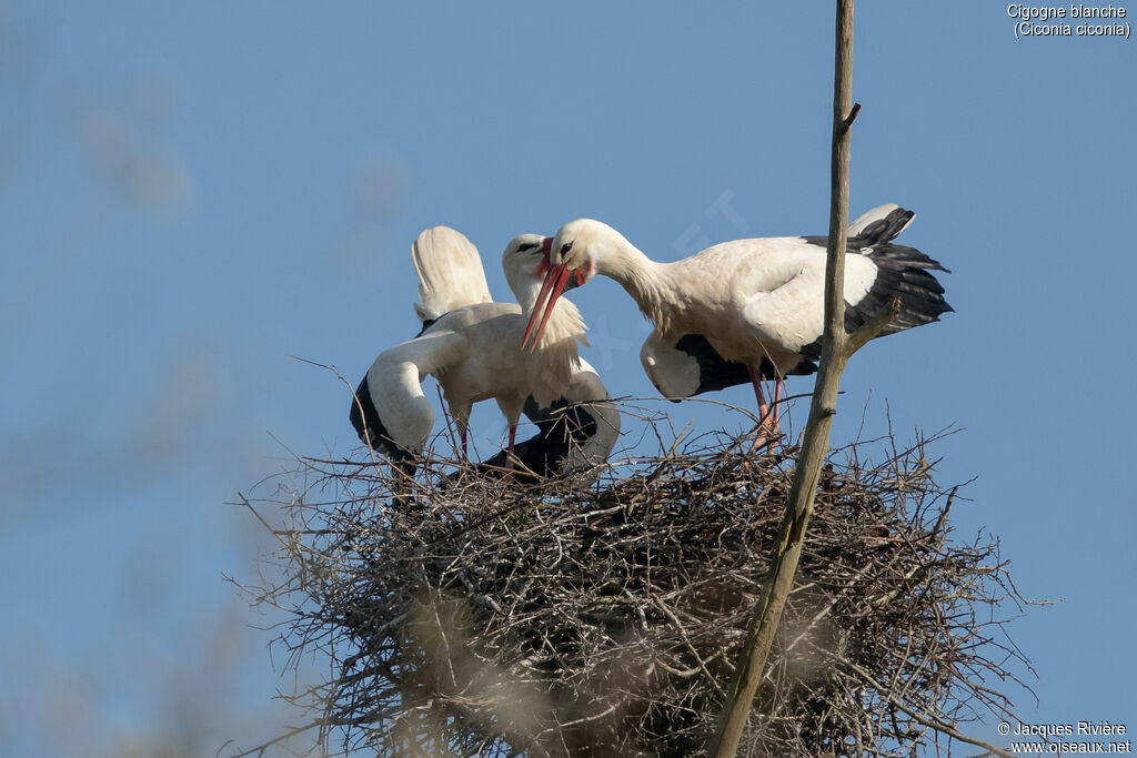 Cigogne blancheadulte nuptial, parade