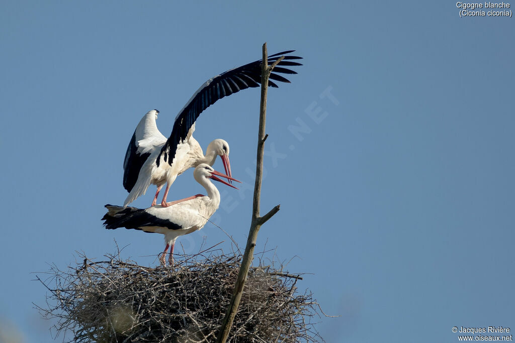 Cigogne blancheadulte, accouplement.