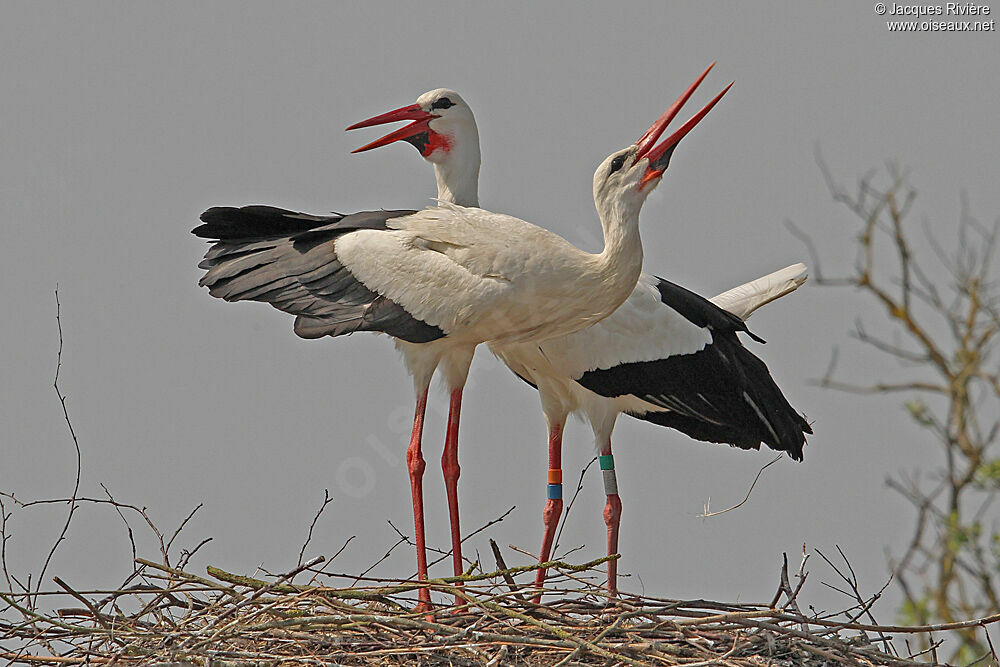 White Stork adult breeding, Reproduction-nesting