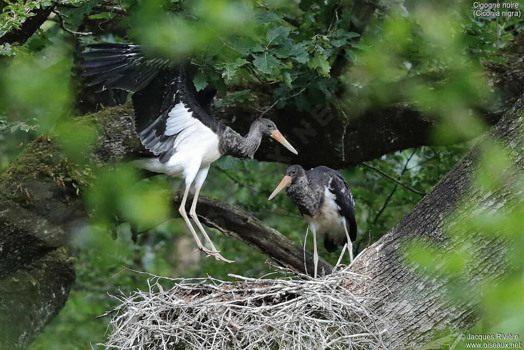 Black Stork
