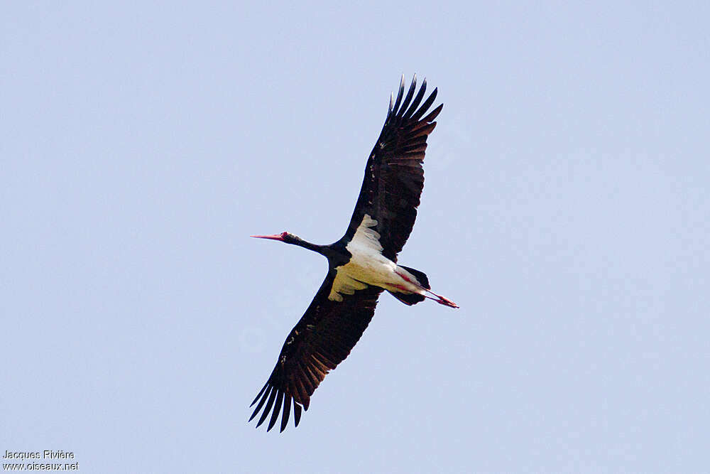 Black Storkadult, Flight
