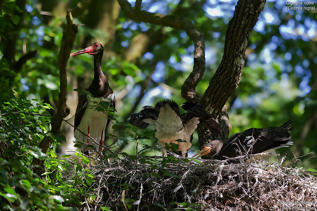 Cigogne noire, identification, Nidification