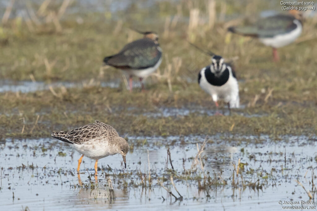 Combattant varié femelle adulte, identification