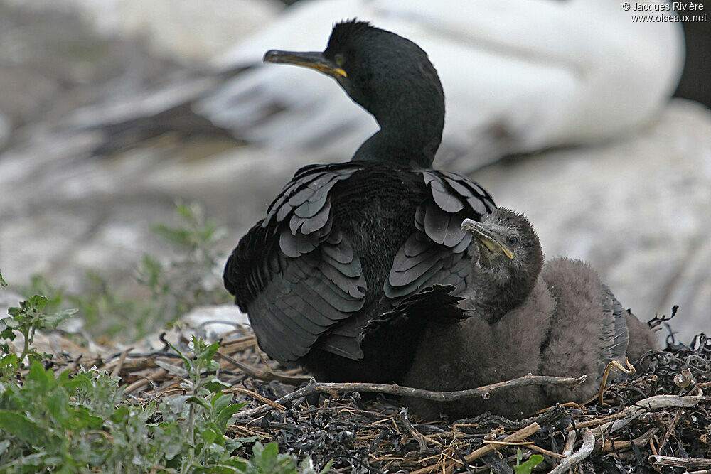 Cormoran huppéjuvénile