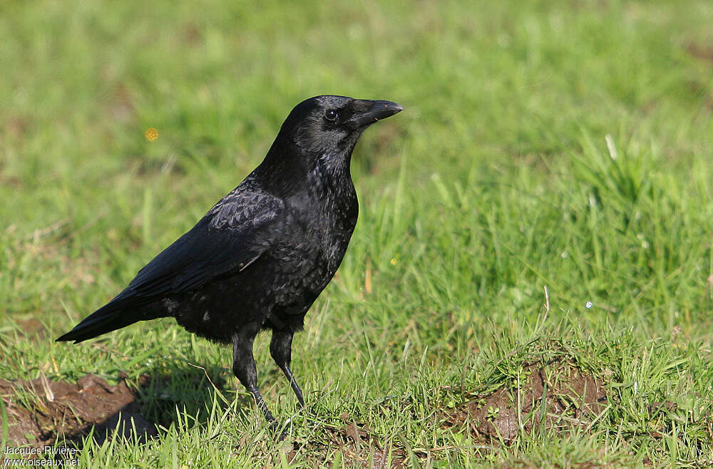 Carrion Crowadult, close-up portrait