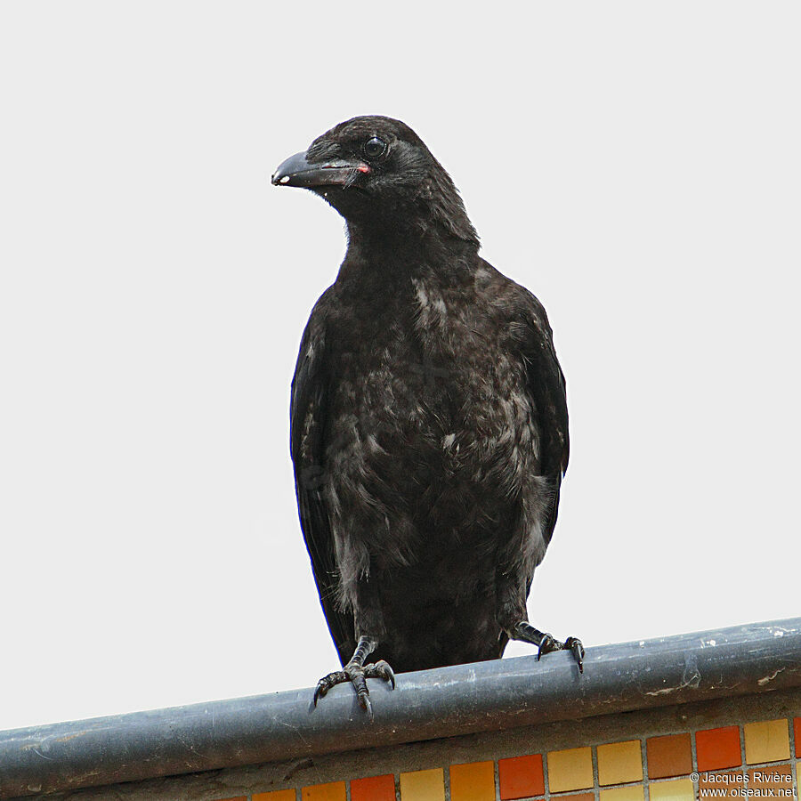 Carrion Crowimmature