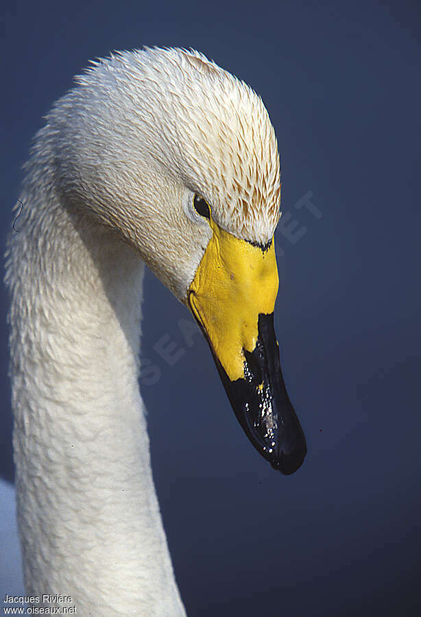 Whooper Swanadult breeding, close-up portrait