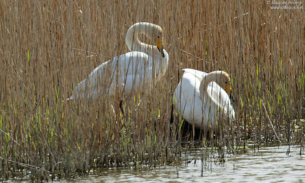 Cygne chanteur adulte nuptial