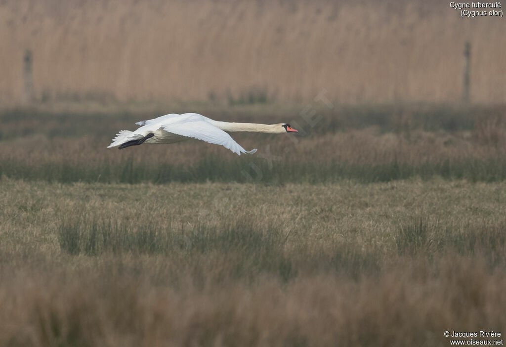 Mute Swan male adult breeding, Flight