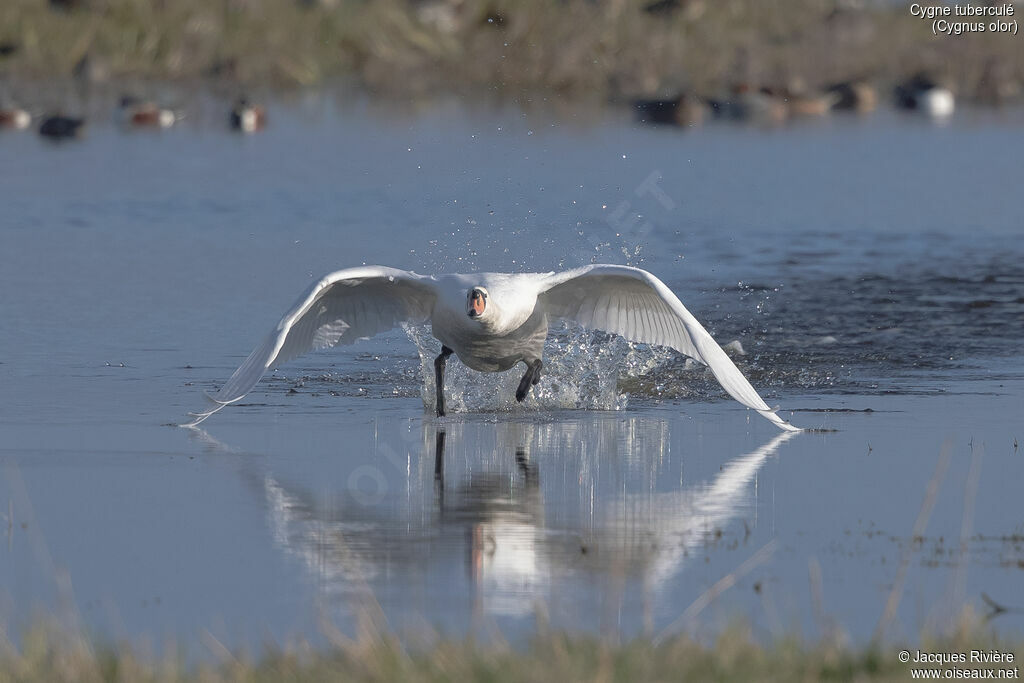 Cygne tuberculéadulte nuptial, Vol