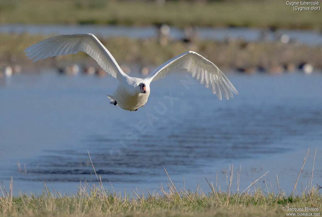 Cygne tuberculé mâle adulte nuptial, Vol