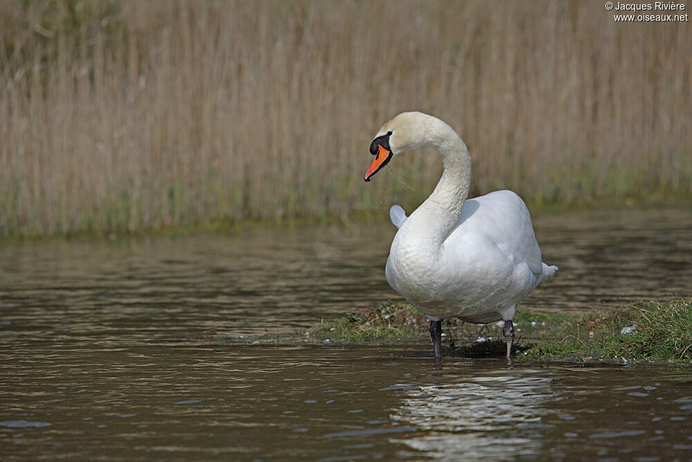 Cygne tuberculé mâle adulte nuptial