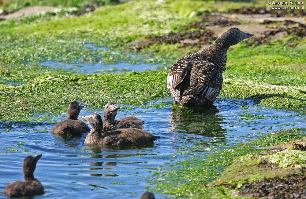 Eider à duvetjuvénile