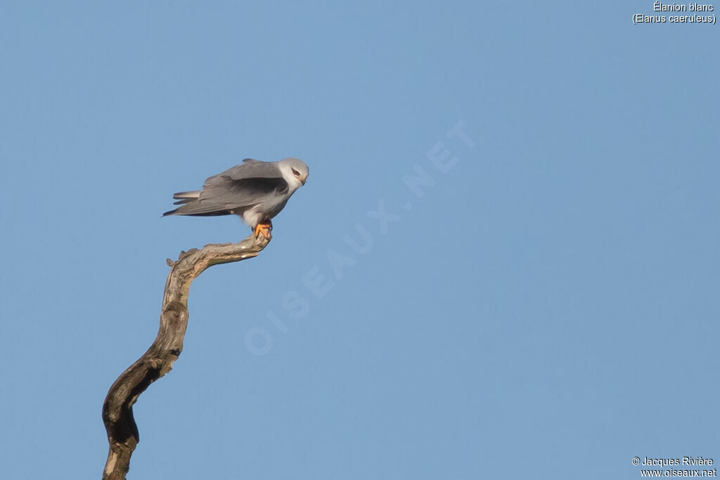 Élanion blancadulte nuptial, identification