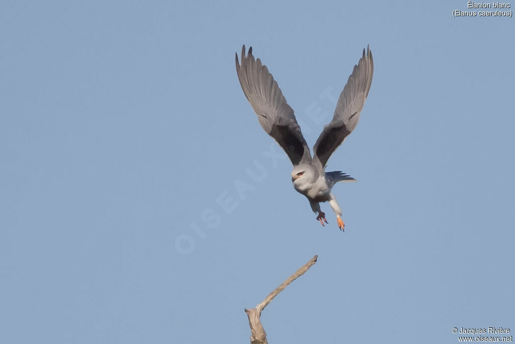 Élanion blancadulte nuptial, Vol