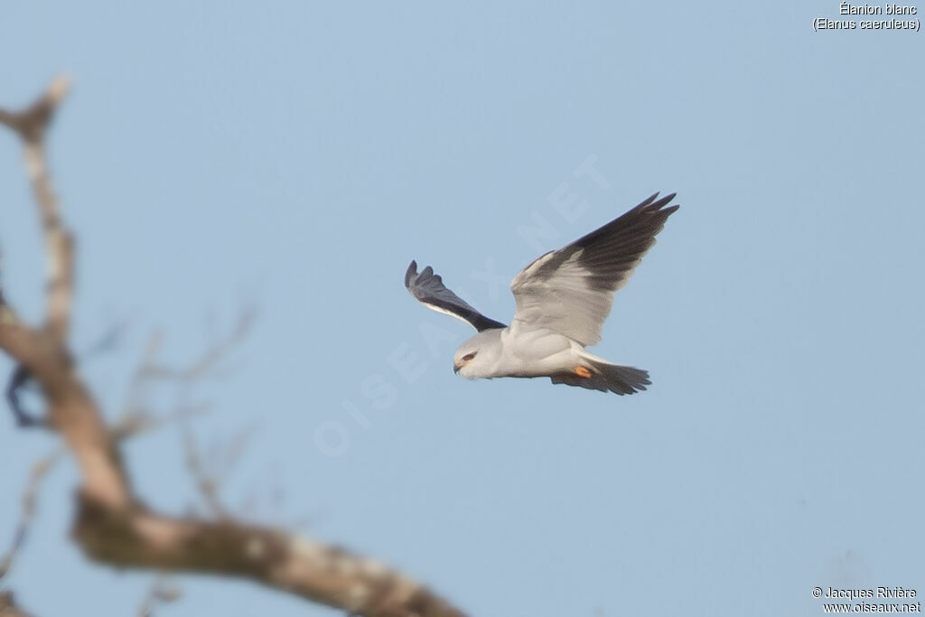 Élanion blancadulte, Vol