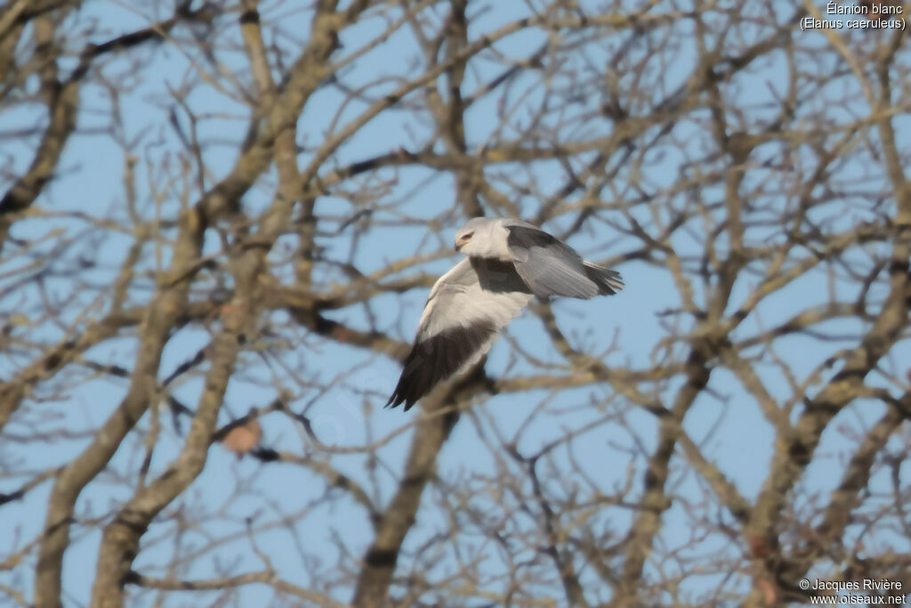 Élanion blancadulte nuptial, Vol