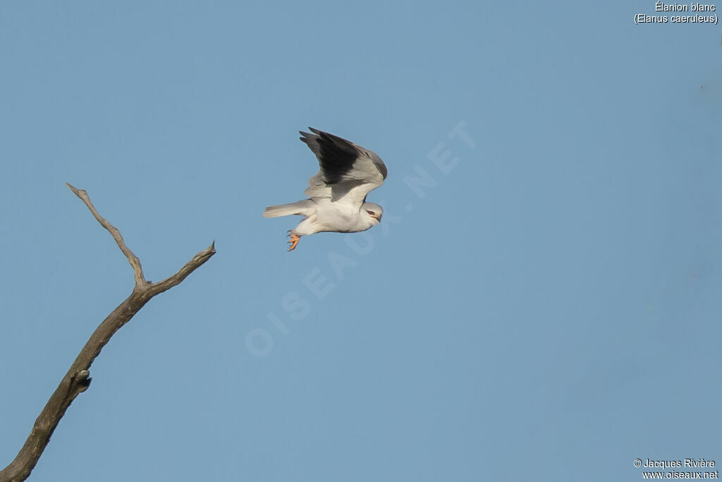 Élanion blancadulte nuptial, Vol