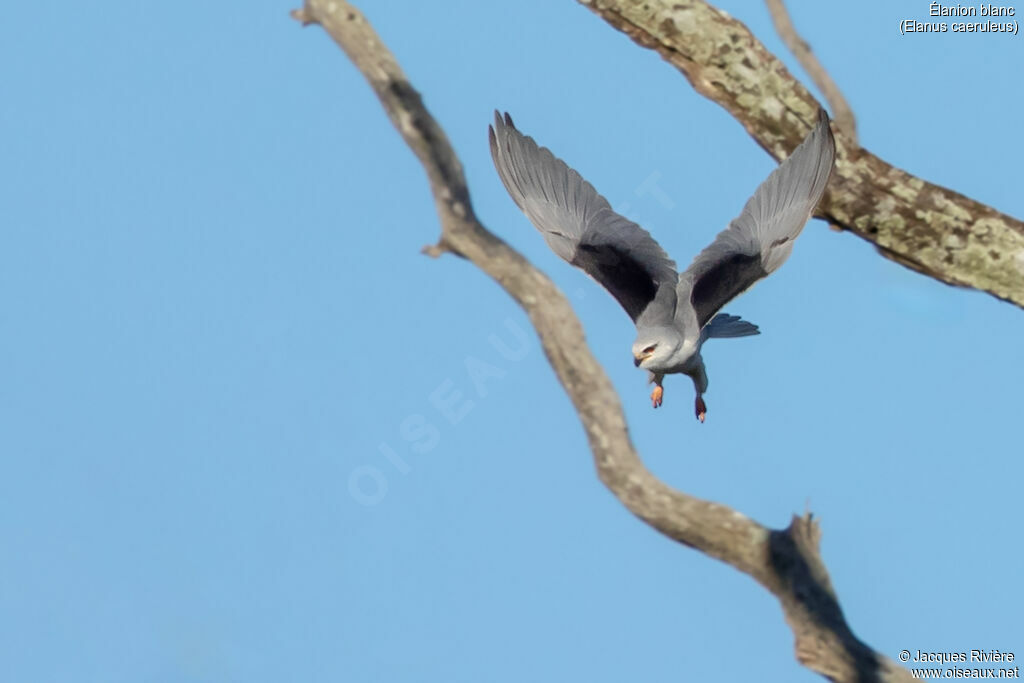 Élanion blancadulte nuptial, Vol
