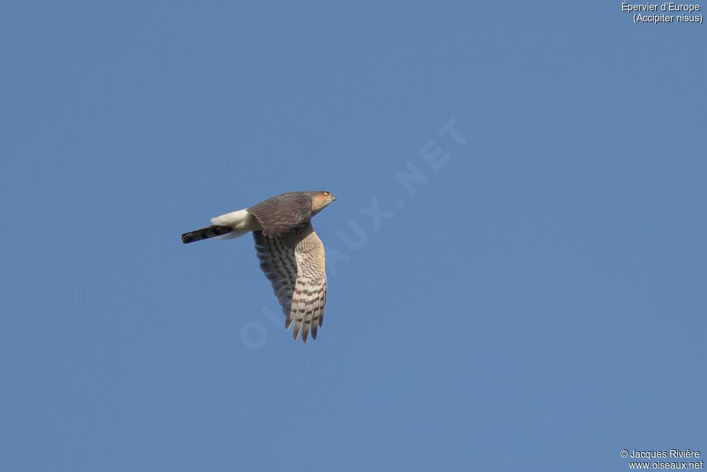 Épervier d'Europe