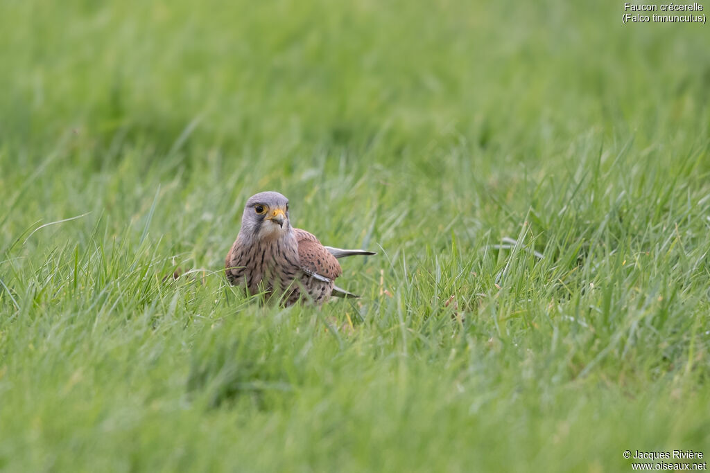 Faucon crécerelle mâle adulte, identification
