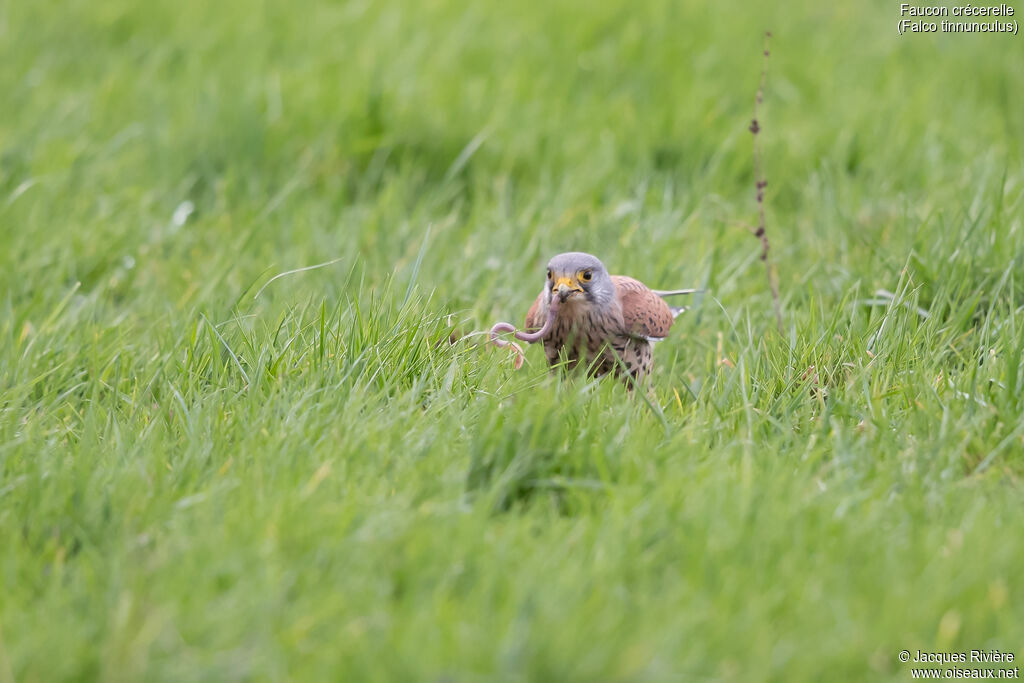 Faucon crécerelle mâle adulte nuptial, identification, mange