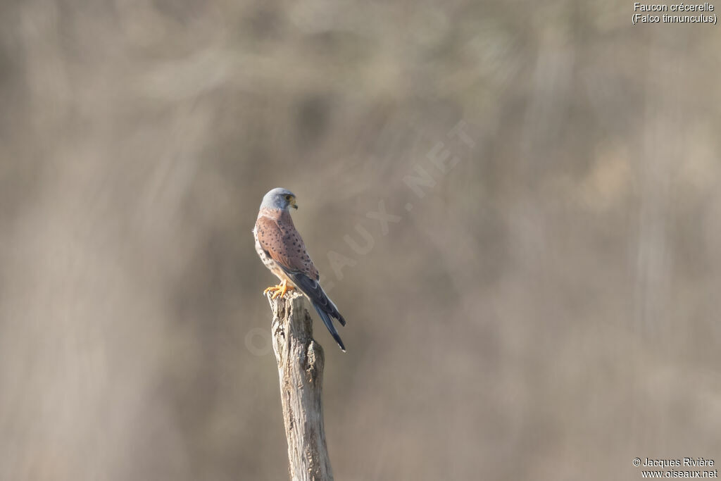 Faucon crécerelle mâle adulte nuptial, identification