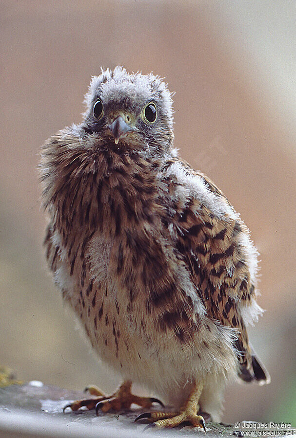 Common Kestrelimmature, Reproduction-nesting