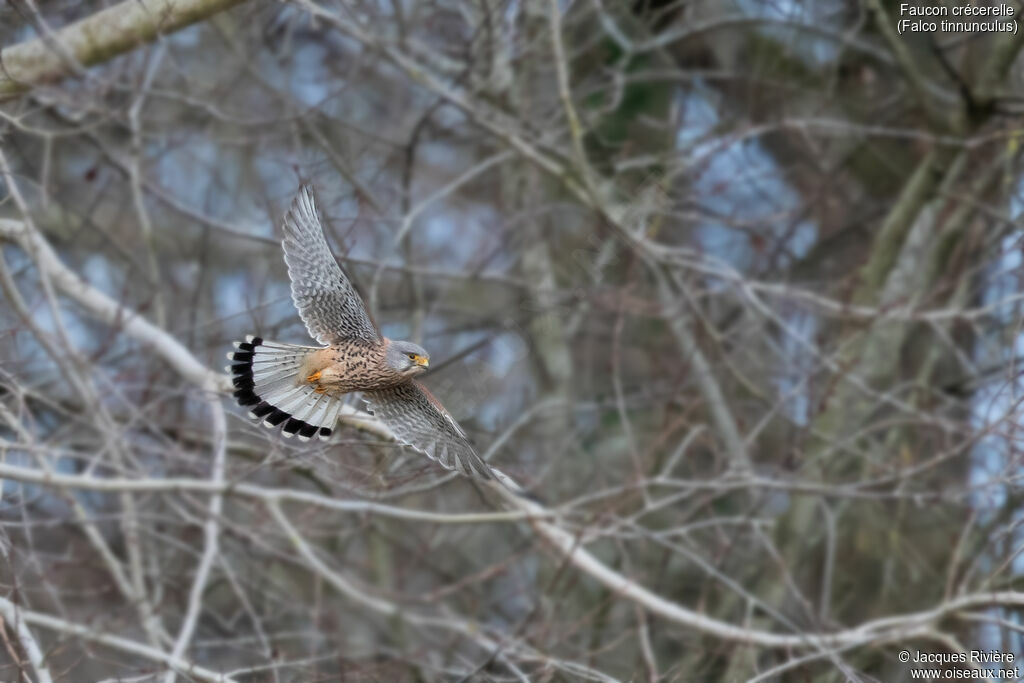 Faucon crécerelle mâle adulte nuptial, Vol