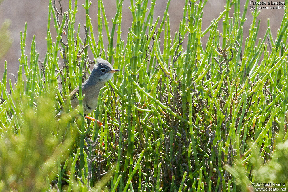 Spectacled Warbler female adult breeding, identification