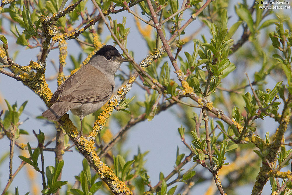 Eurasian Blackcap male adult post breeding