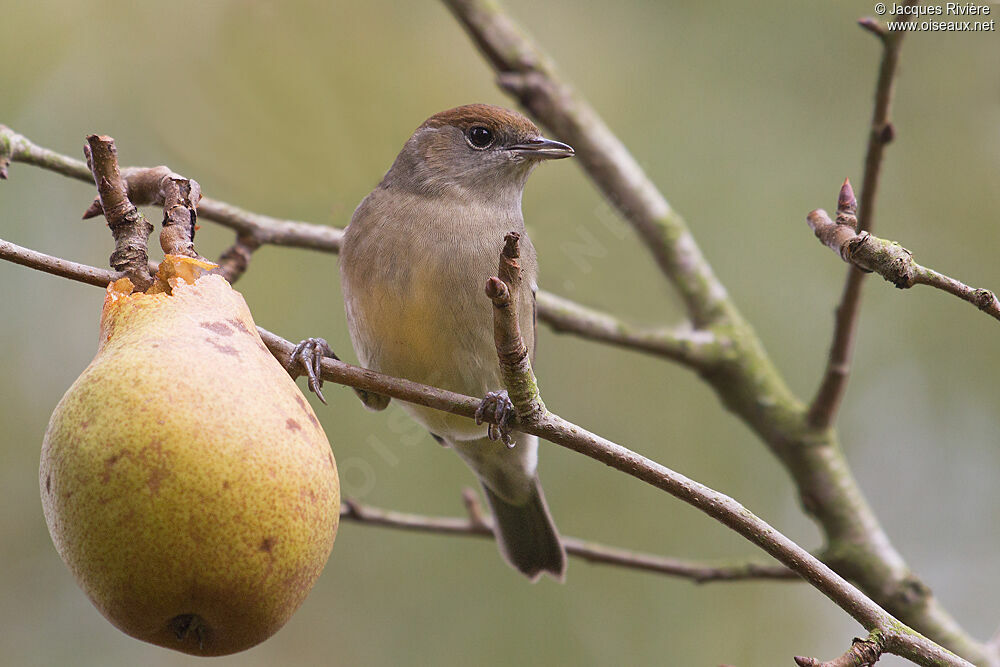 Eurasian Blackcapadult post breeding
