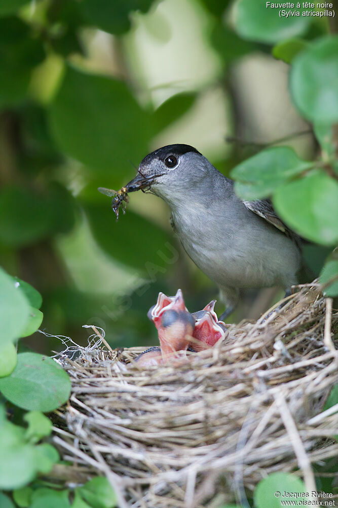 Eurasian Blackcap male adult breeding, identification, Reproduction-nesting