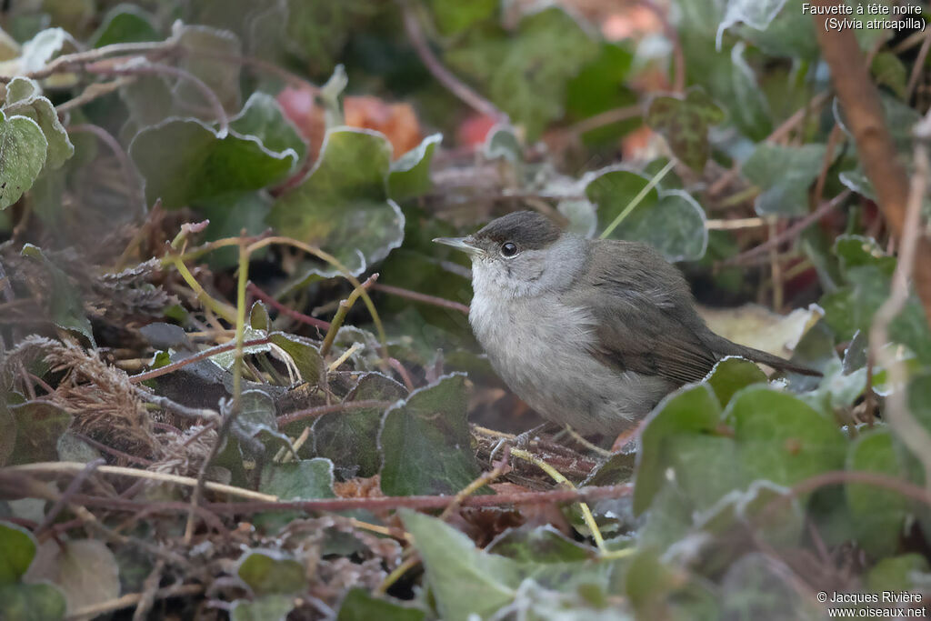Eurasian Blackcap male adult breeding, identification