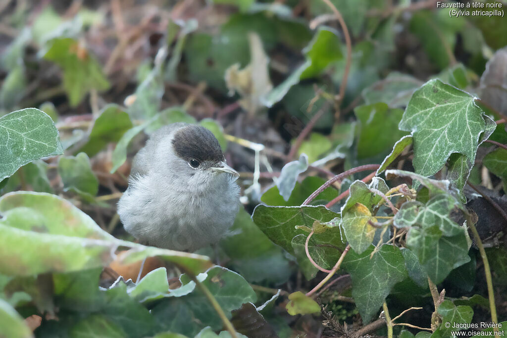 Eurasian Blackcap male adult breeding, identification