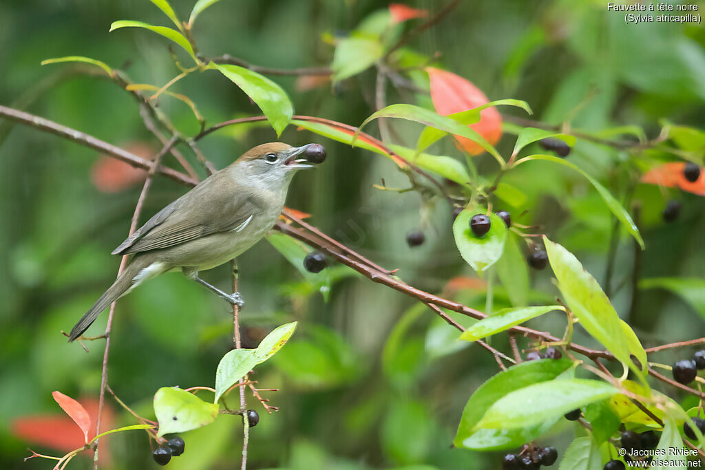 Eurasian Blackcap female adult breeding, identification, eats