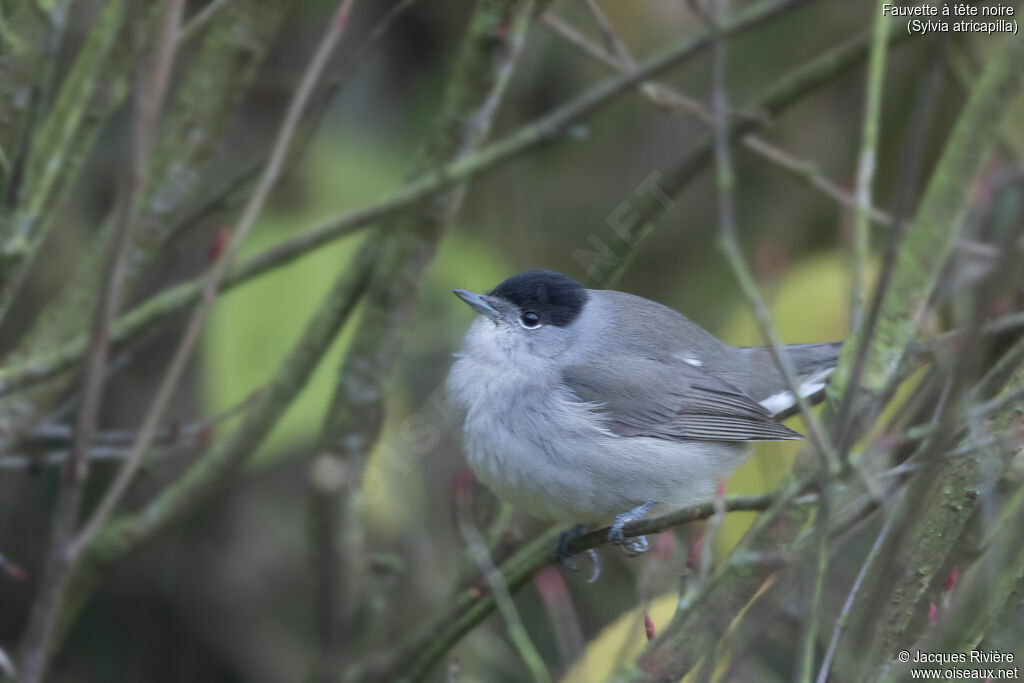 Fauvette à tête noire mâle adulte, identification