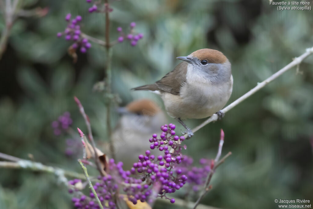 Fauvette à tête noire femelle adulte, identification