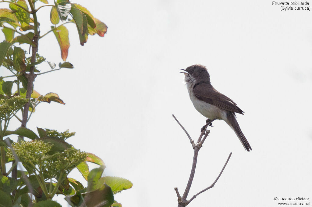 Lesser Whitethroat male adult breeding, identification, song