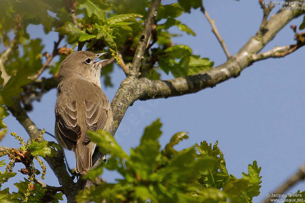 Fauvette des jardins mâle adulte nuptial, identification, chant